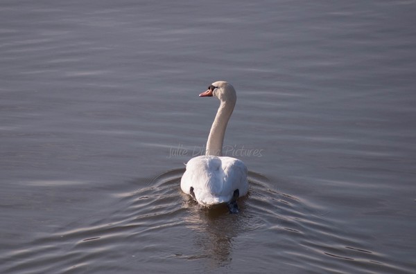 Swanning Off