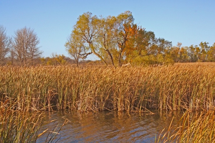 Cattail Pond Rural Iowa