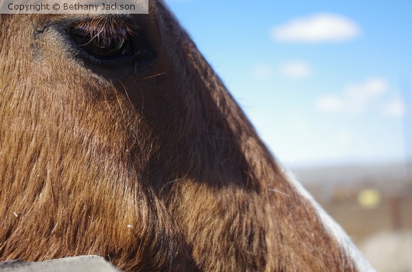 Horse Eye & Blue Sky