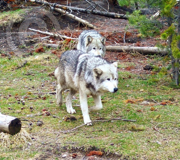 On the Prowl