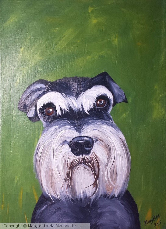 Schnauzer puppy