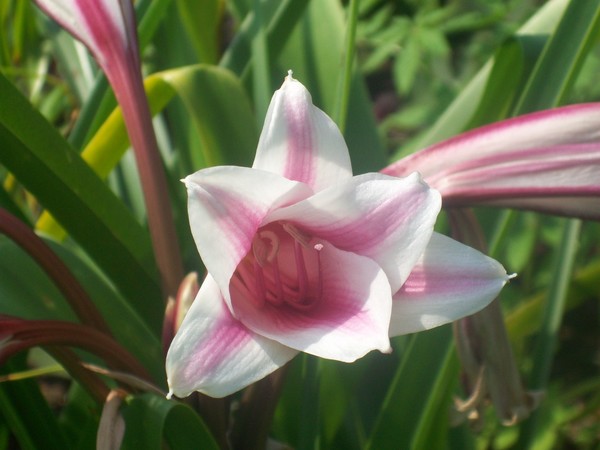 Summer Glory in Pink