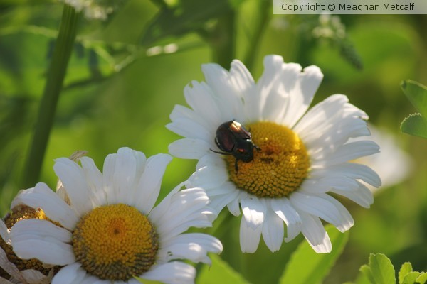 Beetle