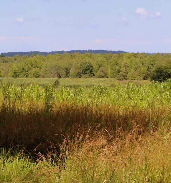 Field to lay in