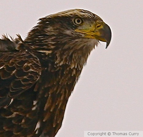 The Eagle
