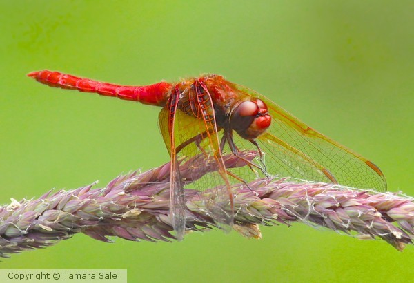 Red-veined Dropwing