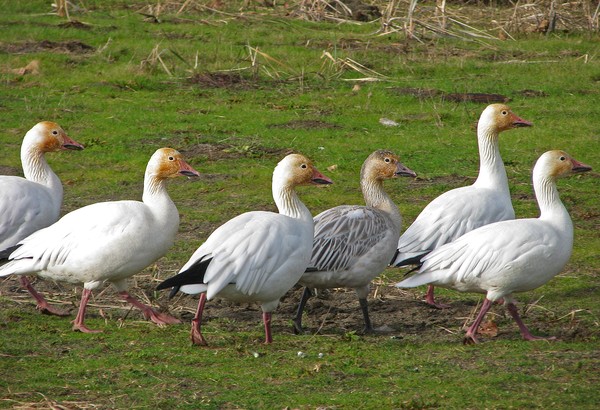 Single File
