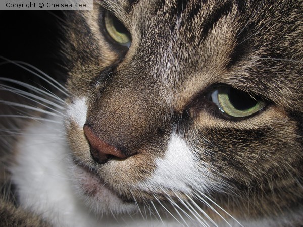 Feline 