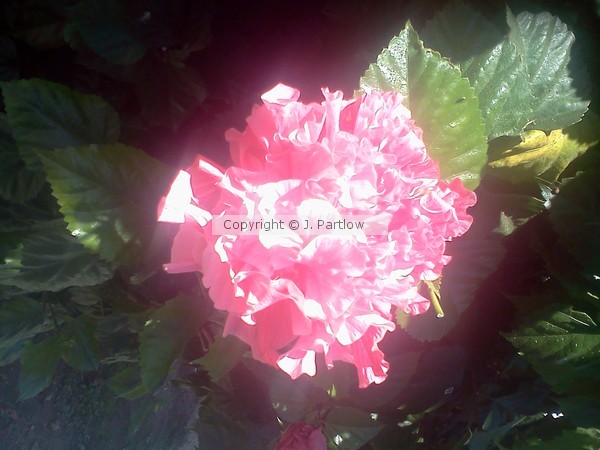 Sunshine Pink Ruffles