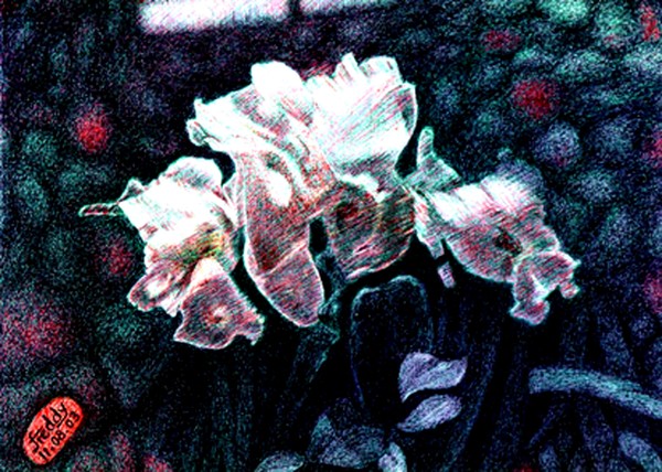 White Roses
