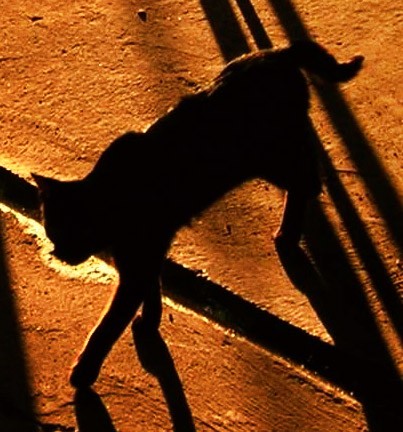 Cat & Shadows