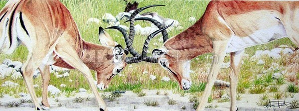 Dueling Horns