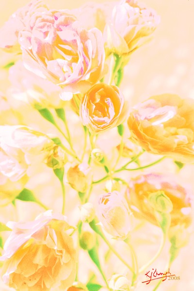 Spring soft