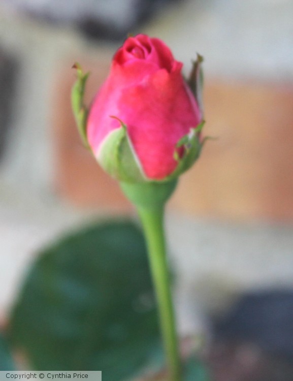 Pink Rosebud