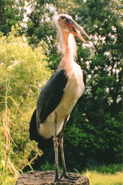 Marabou Stork