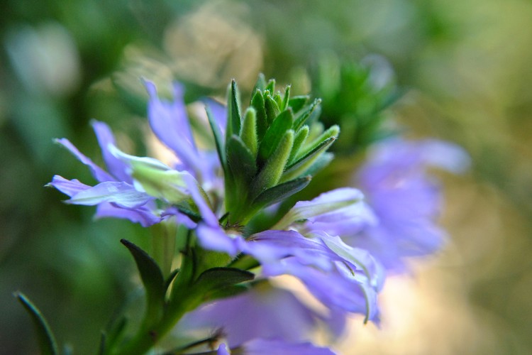 Delicate Purple in the Garden