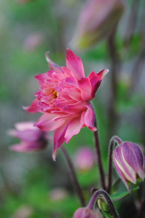 Stunning Columbine Flower