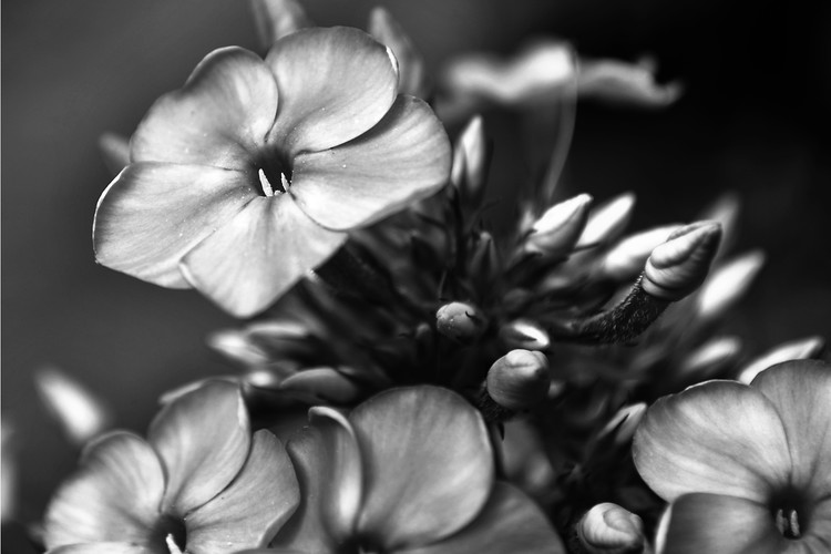 Black and White Photo Flower Study 3