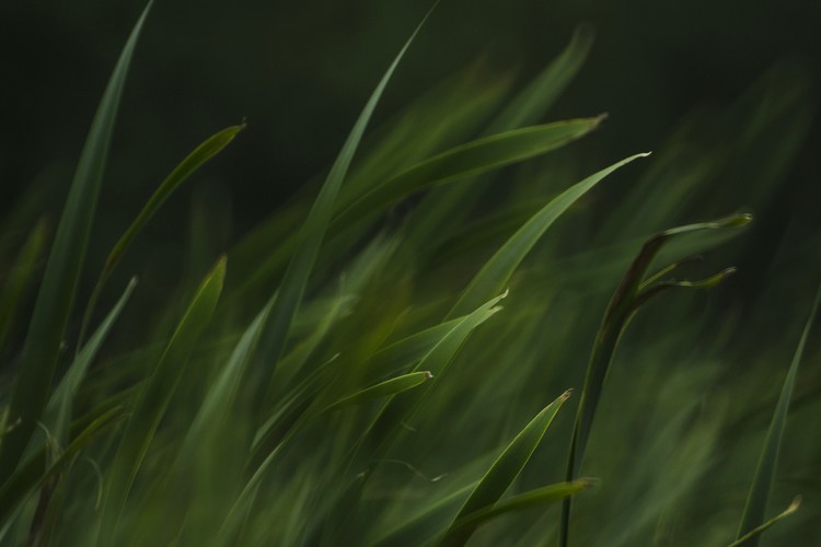 Grass Deep in the Forest Color Photo