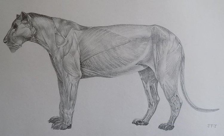 Lion anatomical