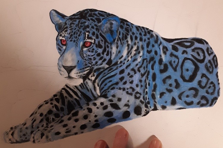 different color kitty
