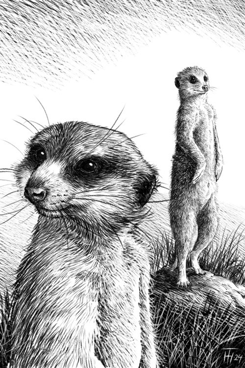 Meerkat Sentinels
