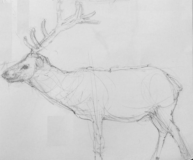Tule Elk Sketch