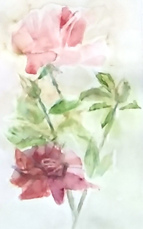 Roses Watercolor