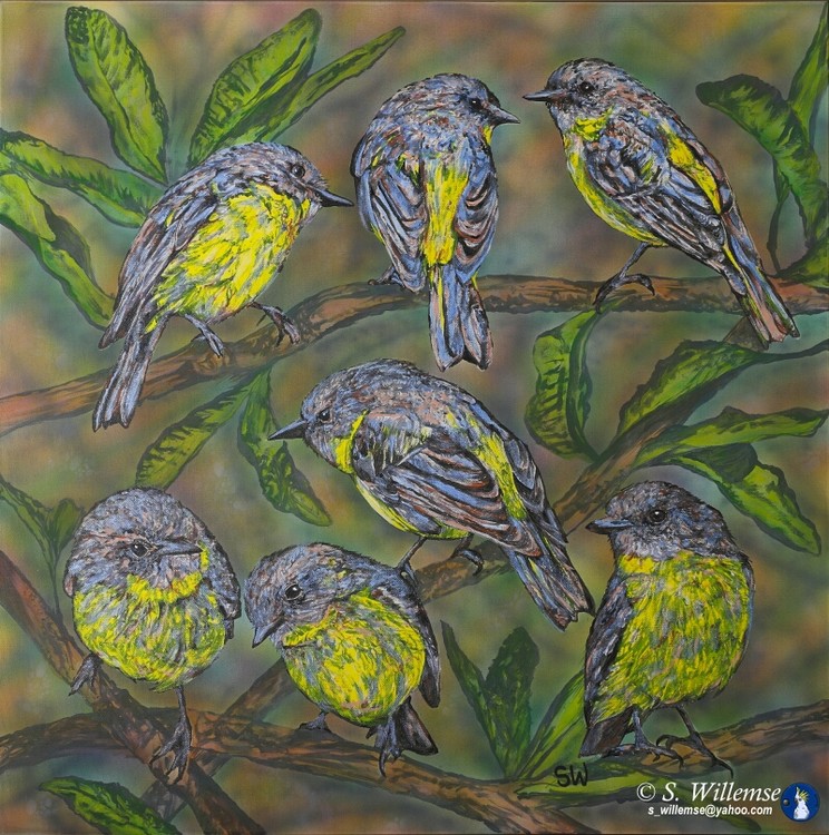 Yellow Robin and banksia Australian bird Art Susan Willemse