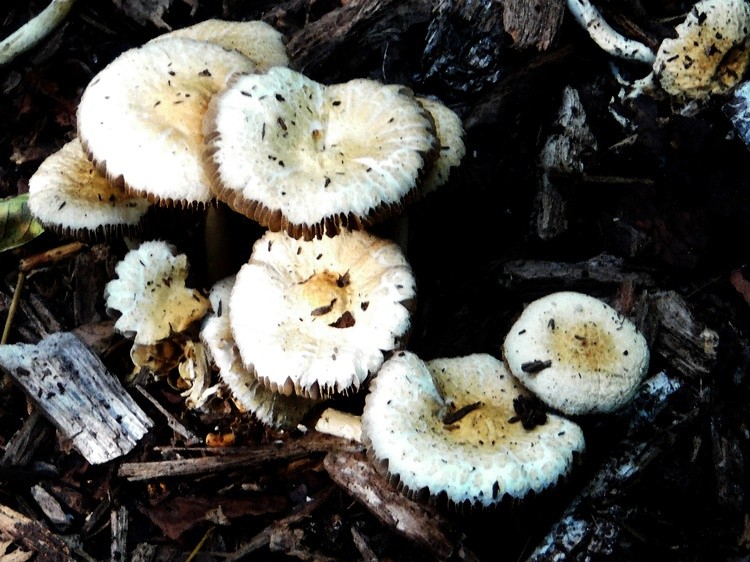 AW 0863 DIGITAT WATERCOLOR MUSHROOMS