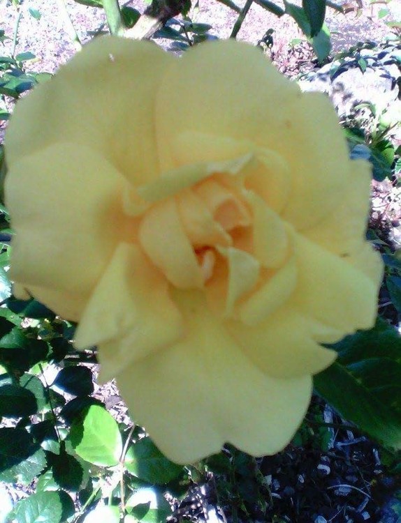 Yellow rose