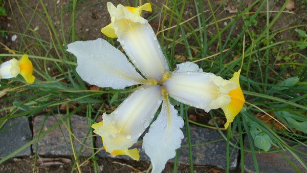 Flower 3