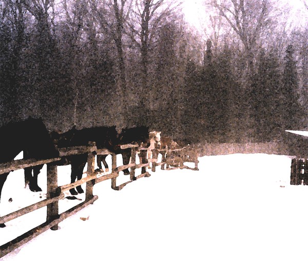 Horses
