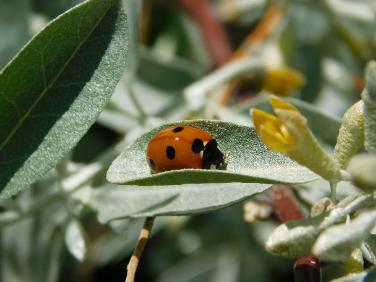 Ladybug on leaf