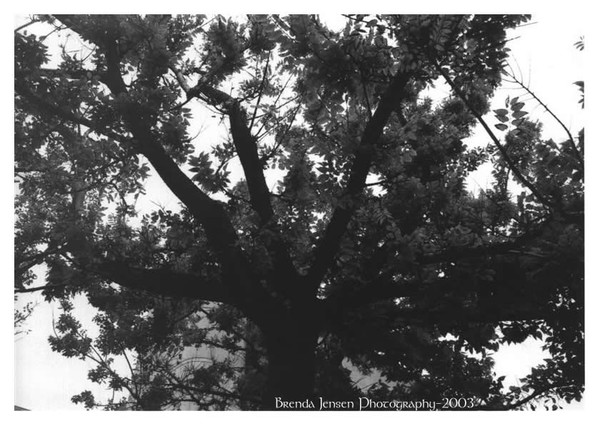 Tree # 4