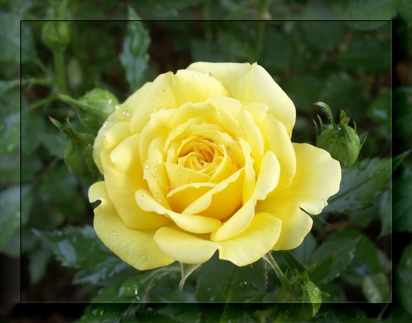 For Jerry ~ Hope you're feeling better!