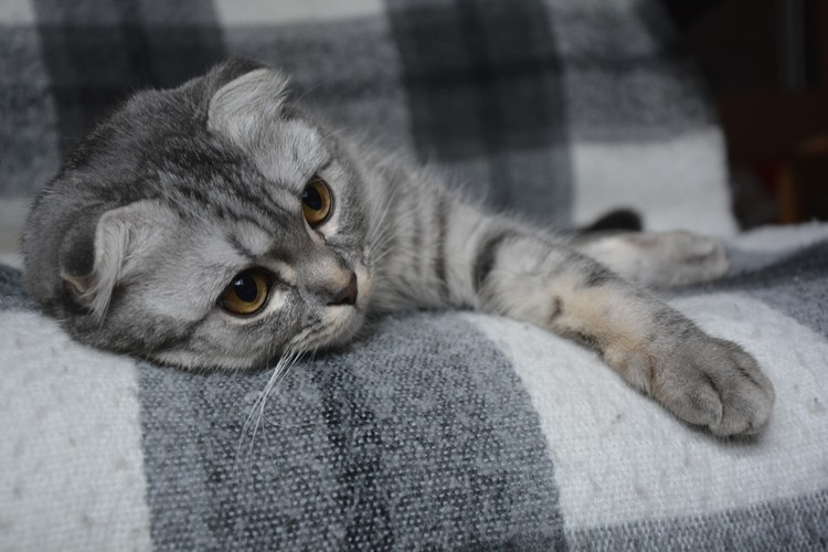 cute cat