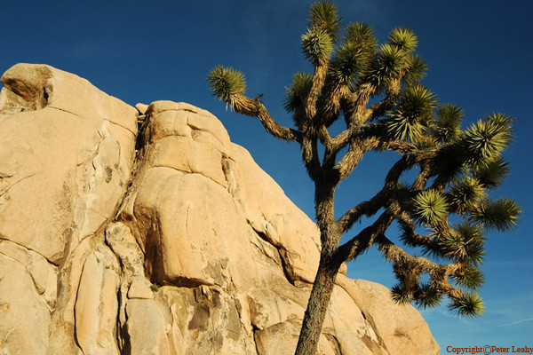 Joshua Tree National Park