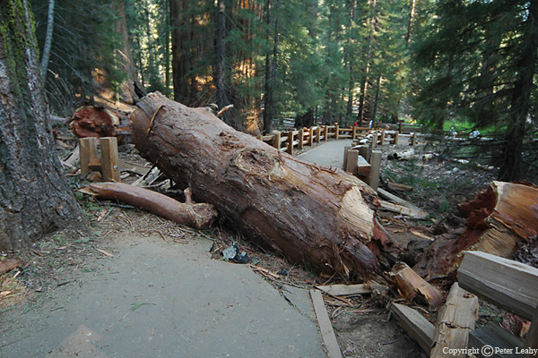 More On the General Sherman Tree