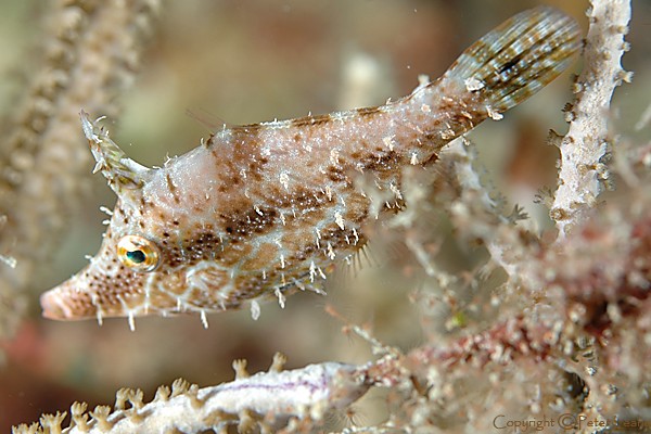 Slender FIlefish