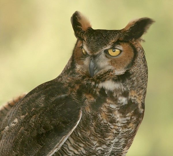 Great Horned Owl
