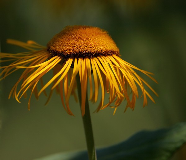 Golden Light