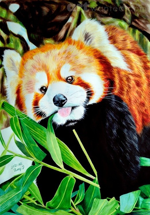 Red panda
