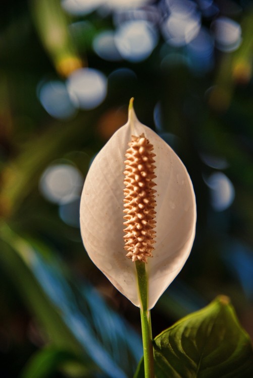 Atlanta Botanical Gradens at Gainsville
