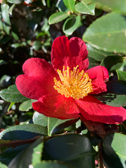 Flower 1