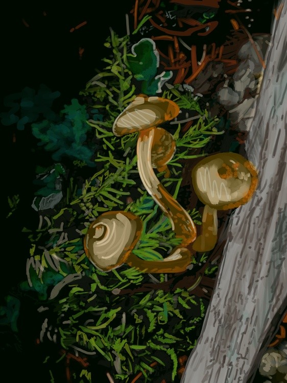 Mushrooms