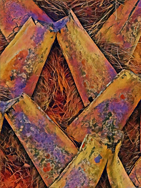 Natures Patterns