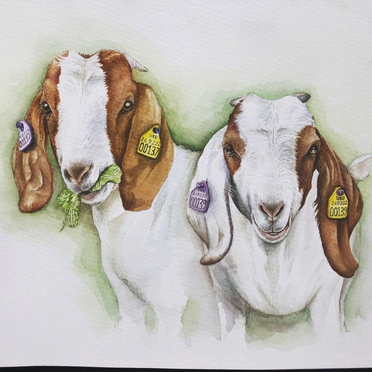 Elles gorgeous goats