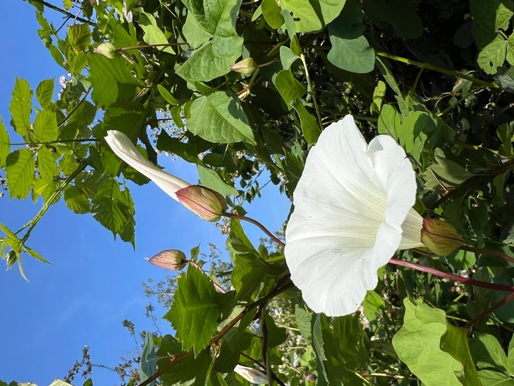 Morning Glory