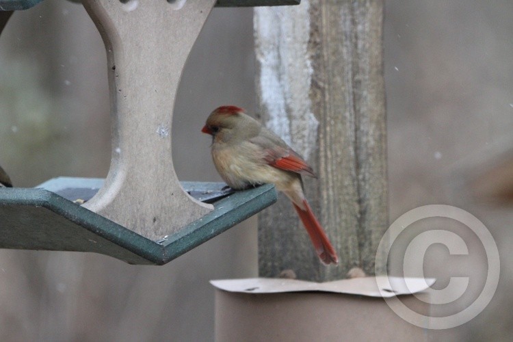Cardinal